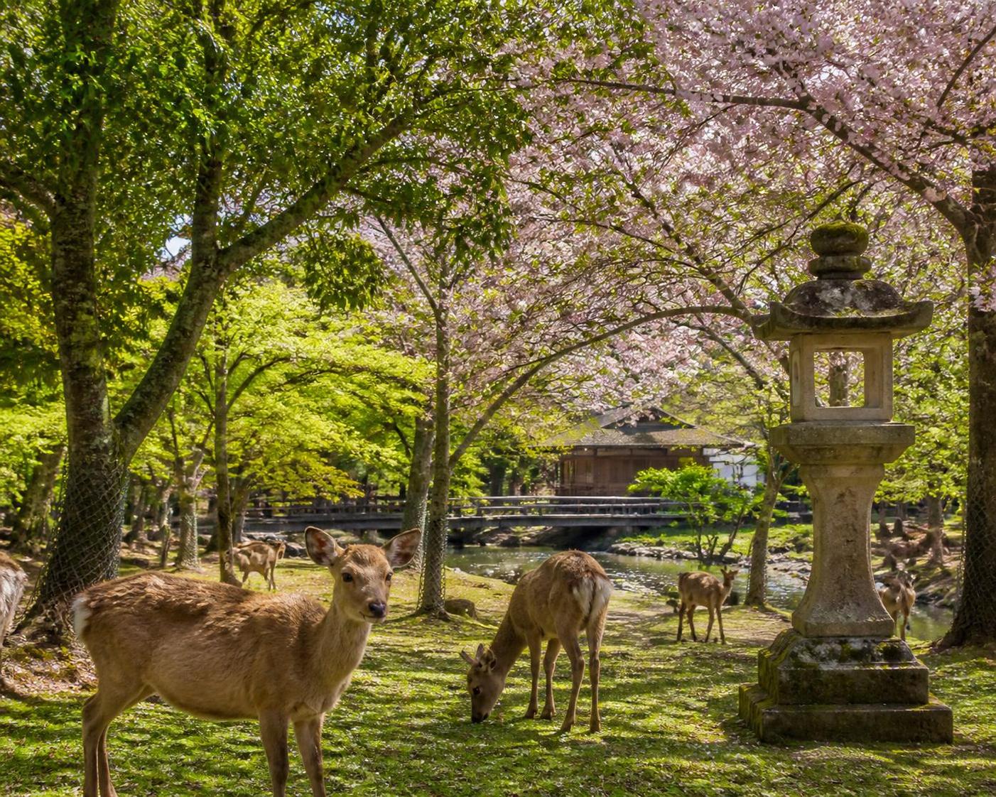 découvrez nara en une journée : explorez la ville japonaise célèbre pour ses daims sacrés, ses temples historiques et ses jardins paisibles.